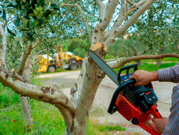 Residential Tree Removal in Castroville, TX